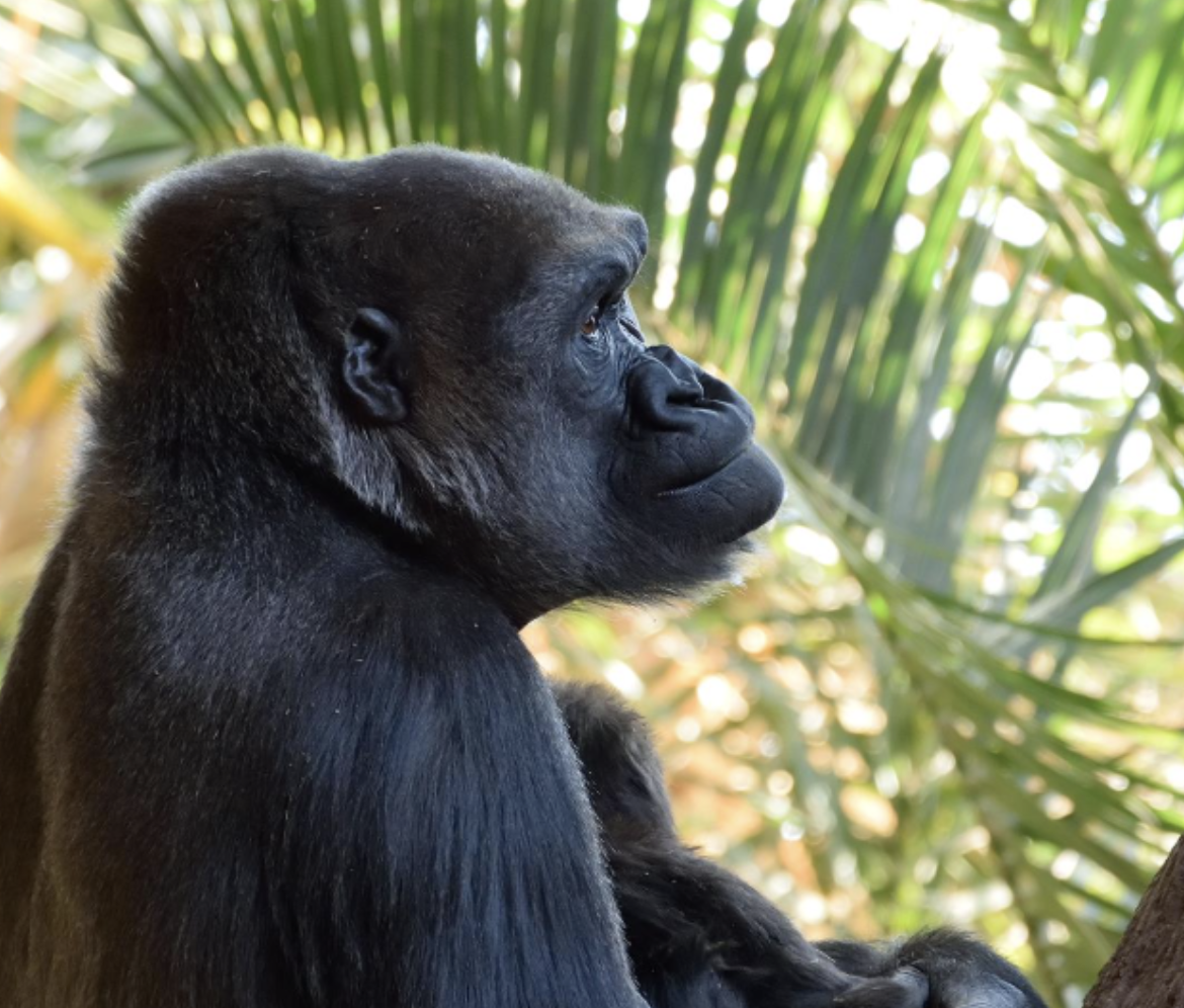 Wildlife Appreciation at The Toronto Zoo